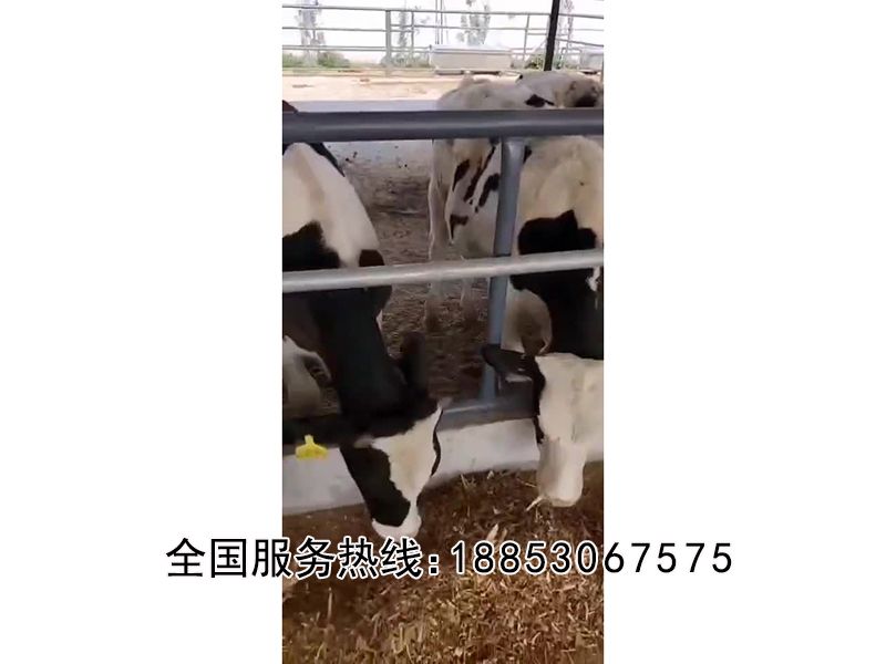 全日粮汇合饲料搅拌机实拍视频
